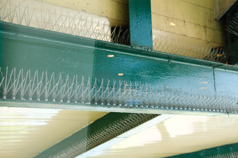 anti bird plastic spike for protecting building from pigeon